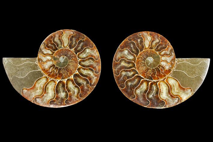 Agatized Ammonite Fossil - Madagascar #139733